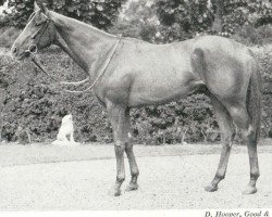 stallion Make Tracks xx (Thoroughbred, 1947, from Eight Thirty xx)