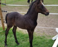 Zuchtstute Doris Grey KB (Zangersheide Reitpferd, 2020, von Dominator 2000 Z)