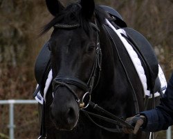 dressage horse Desiderium Rubin (Westphalian, 2013, from Desiderius L)