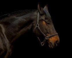 broodmare Ramina (Oldenburg, 1998, from Rohdiamant)