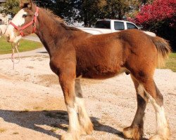 horse Ozark's Royal Cell Topper (Clydesdale, 2013, from Gregglea HC Pilot)