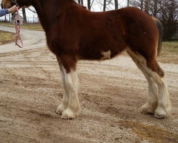 Zuchtstute Ozark's Royal Cash Donor (Clydesdale, 2014, von Langbank Cash)