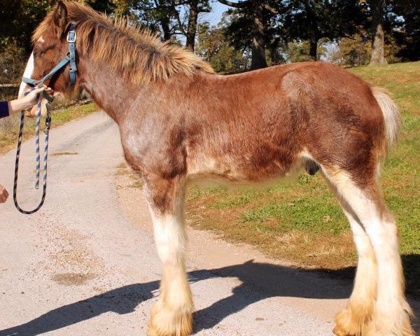 Pferd Ozark's Royal Cash Back (Clydesdale, 2013, von Langbank Cash)