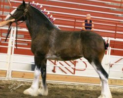 Zuchtstute Ozark's Royal Express (Clydesdale, 2009, von Thistle Ridge Av's Colin Jay)