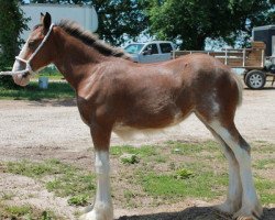 Pferd Ozark's Royal Cameo Edition (Clydesdale, 2013, von Gregglea HC Pilot)