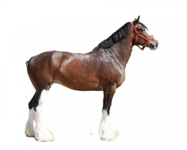 broodmare Shady Maple Alexa (Clydesdale, 2005, from Grandeur's Bruce of Highland Farm)