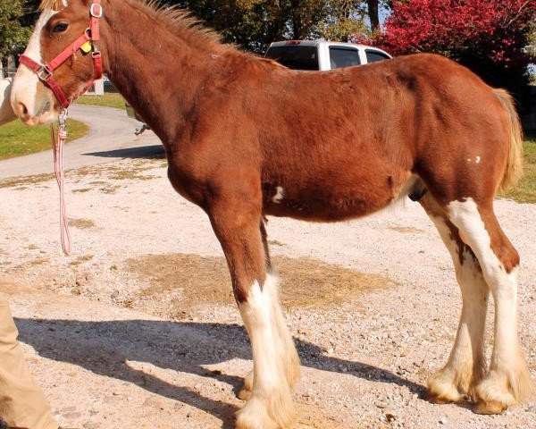 horse Ozark's Royal Calelosal (Clydesdale, 2013, from Green Leaf Royal Flush)