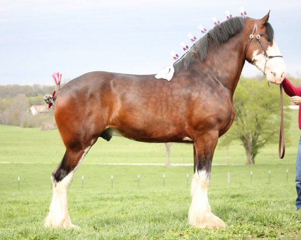 Pferd Ozark's Royal Bentador (Clydesdale, 2012, von Plunton Calum Maelogan)