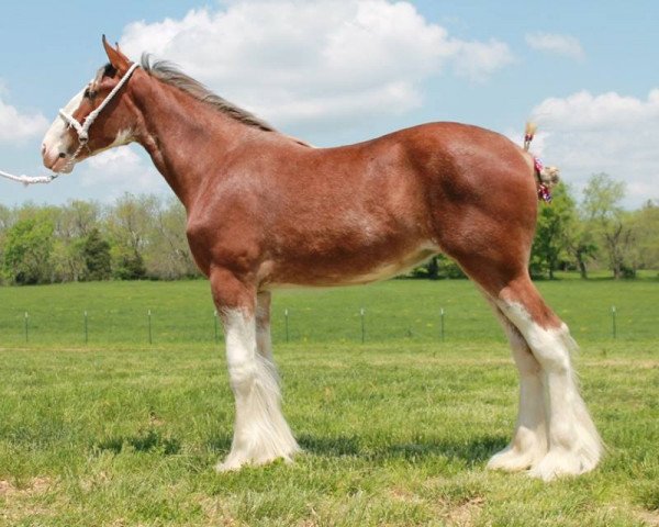 Pferd Ozark's Royal Balentine (Clydesdale, 2012, von Gregglea HC Pilot)