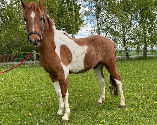 Pferd Leroy (Pinto/Pony, 2015)