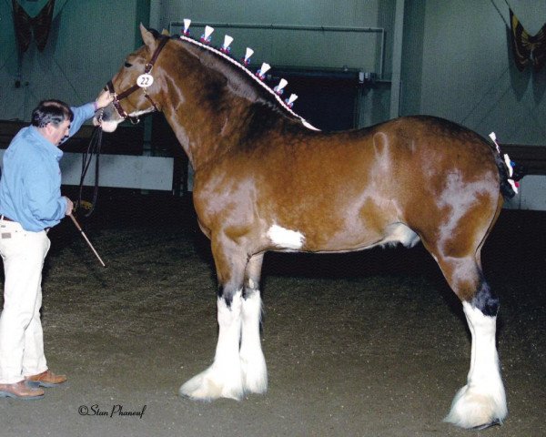 horse Ozark's Royal Avanex (Clydesdale, 2000, from Ozark's Royal Double Aristocrat)