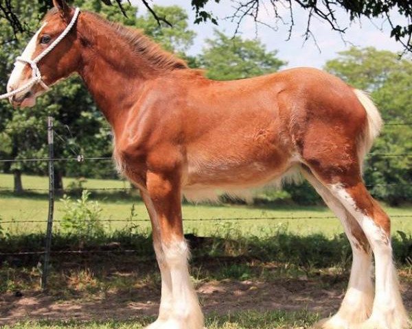 horse Ozark's Royal Frannie (Clydesdale, 2016, from Kenbar Toby)