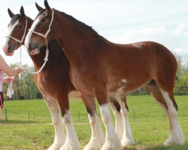 Zuchtstute Ozark's Royal Ridge (Clydesdale, 2009, von Landmark's Ozark Winner)