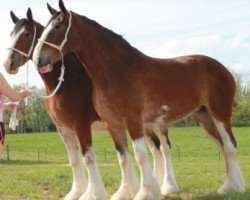 Zuchtstute Ozark's Royal Ridge (Clydesdale, 2009, von Landmark's Ozark Winner)