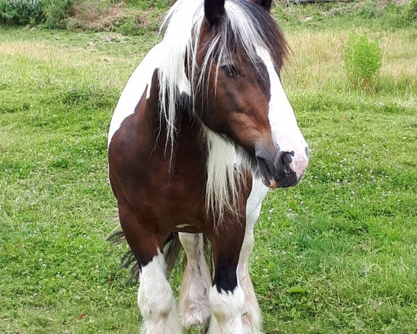 Pferd Satchmo (Tinker / Irish Cob / Gypsy Vanner, 2004)