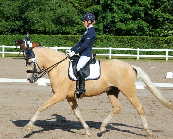 stallion Dylan (German Riding Pony, 2009, from Steendiek's Dollarprinz)