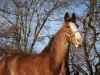 broodmare Willow Way Isabelle (Clydesdale, 2008, from Willow Way Denzel)