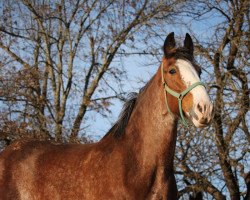 Zuchtstute Willow Way Isabelle (Clydesdale, 2008, von Willow Way Denzel)