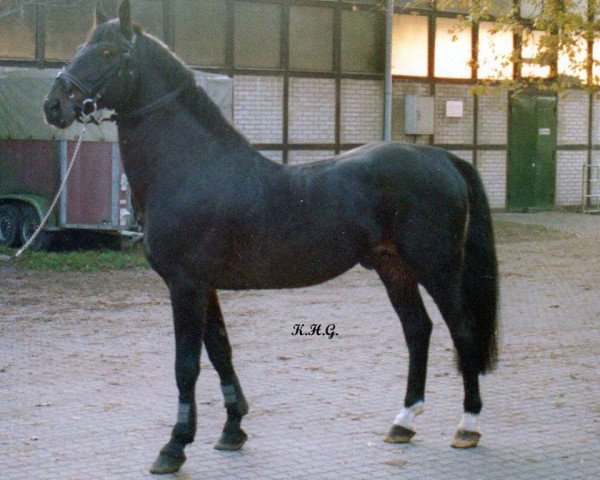 stallion Rowdy (Westphalian, 1972, from Roderich)