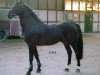 stallion Rowdy (Westphalian, 1972, from Roderich)