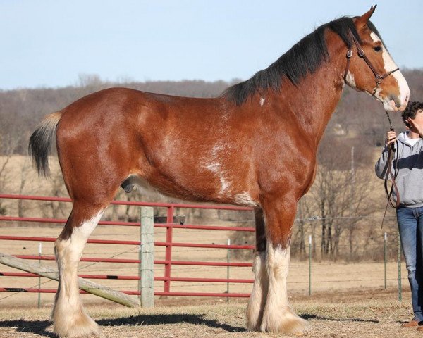 Deckhengst Ozark's Royal Bold Executive (Clydesdale, 2015, von Plunton Calum Maelogan)