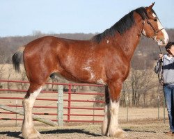 stallion Ozark's Royal Bold Executive (Clydesdale, 2015, from Plunton Calum Maelogan)