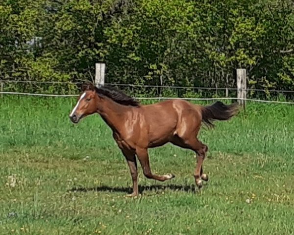 Pferd CC Wimpys Little Amy (Quarter Horse, 2019)