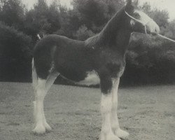 horse O'Villa Senator Mac (Clydesdale, 1999, from Torrs Jubilant)