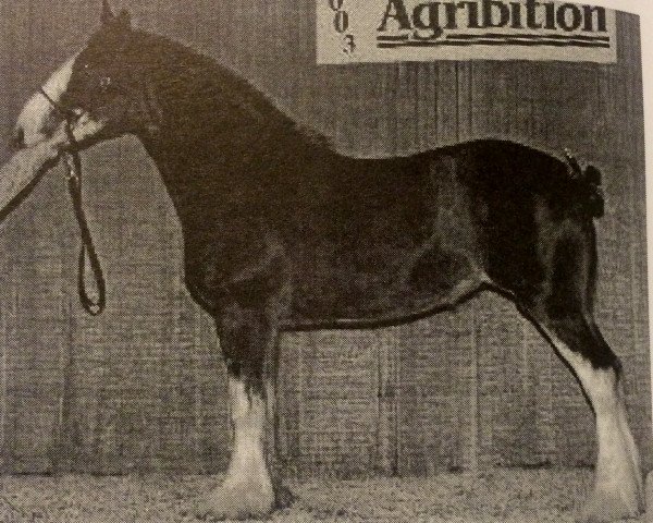 broodmare Otter Creek Mistress Rosie (Clydesdale, 2000, from Thistleridge Eaton Masterpiece)