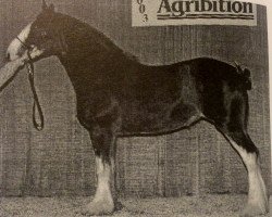 Zuchtstute Otter Creek Mistress Rosie (Clydesdale, 2000, von Thistleridge Eaton Masterpiece)