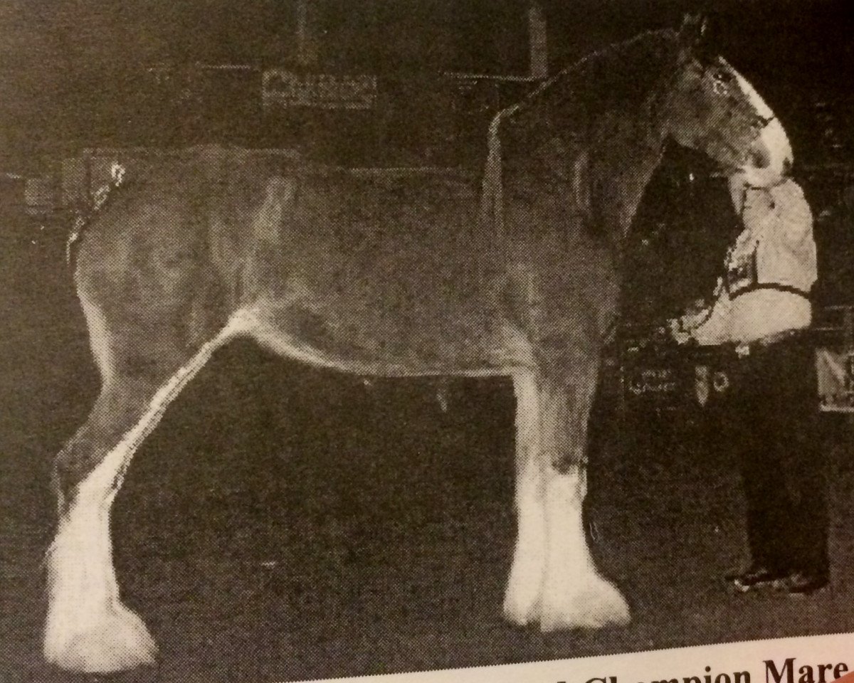 broodmare Otter Creek May's Blossom (Clydesdale, 1999, from Thistleridge Eaton Masterpiece)