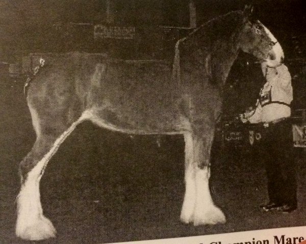 Zuchtstute Otter Creek May's Blossom (Clydesdale, 1999, von Thistleridge Eaton Masterpiece)