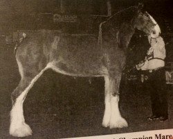 Zuchtstute Otter Creek May's Blossom (Clydesdale, 1999, von Thistleridge Eaton Masterpiece)