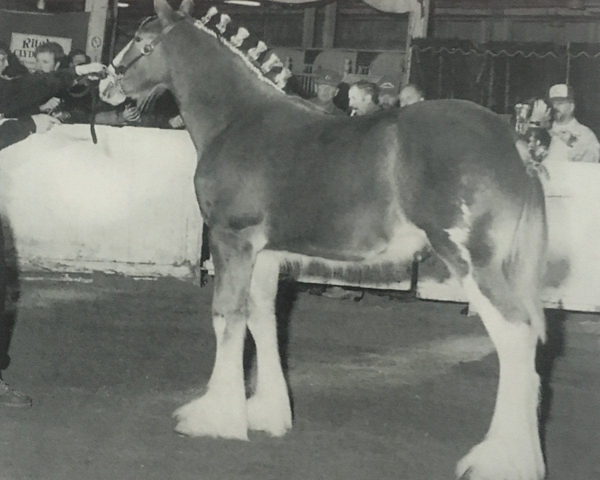 stallion Otter Creek Caspian Commander (Clydesdale, 1997, from Thistleridge Eaton Masterpiece)