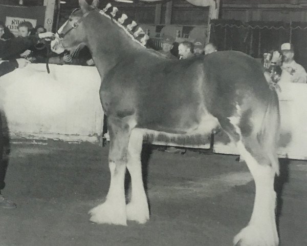 Deckhengst Otter Creek Caspian Commander (Clydesdale, 1997, von Thistleridge Eaton Masterpiece)