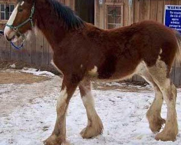 horse Orchard View Monarch's Lenny (Clydesdale, 2013, from Gregglea Sensational Monarch)