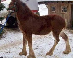 horse Orchard View Monarch's Alex (Clydesdale, 2013, from Gregglea Sensational Monarch)