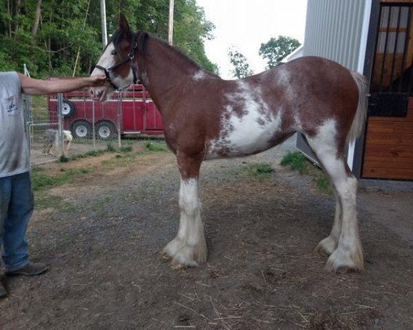 horse Orchard View Andre's Lolly (Clydesdale, 2018, from Young's Real HP Andre)