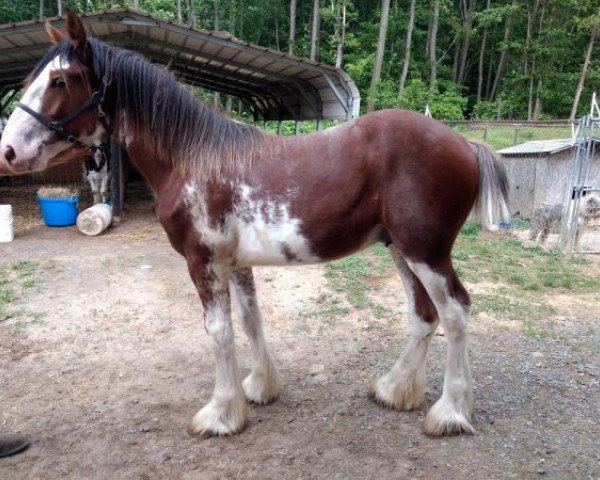 horse Orchard View Andre's Lego (Clydesdale, 2018, from Young's Real HP Andre)