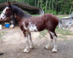 Pferd Orchard View Andre's Lego (Clydesdale, 2018, von Young's Real HP Andre)