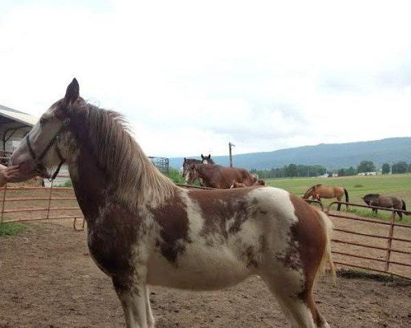 horse Orchard View Andre's Layla (Clydesdale, 2017, from Young's Real HP Andre)