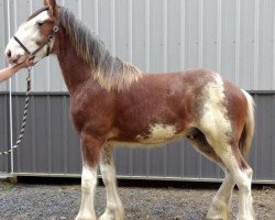 Pferd Orchard View Andre's Art (Clydesdale, 2017, von Young's Real HP Andre)