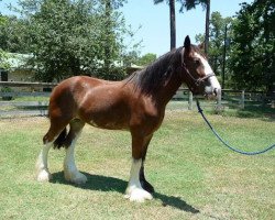 horse Omaha's Magnificent Mapleleaf (Clydesdale, 2005, from Highfield Omaha)