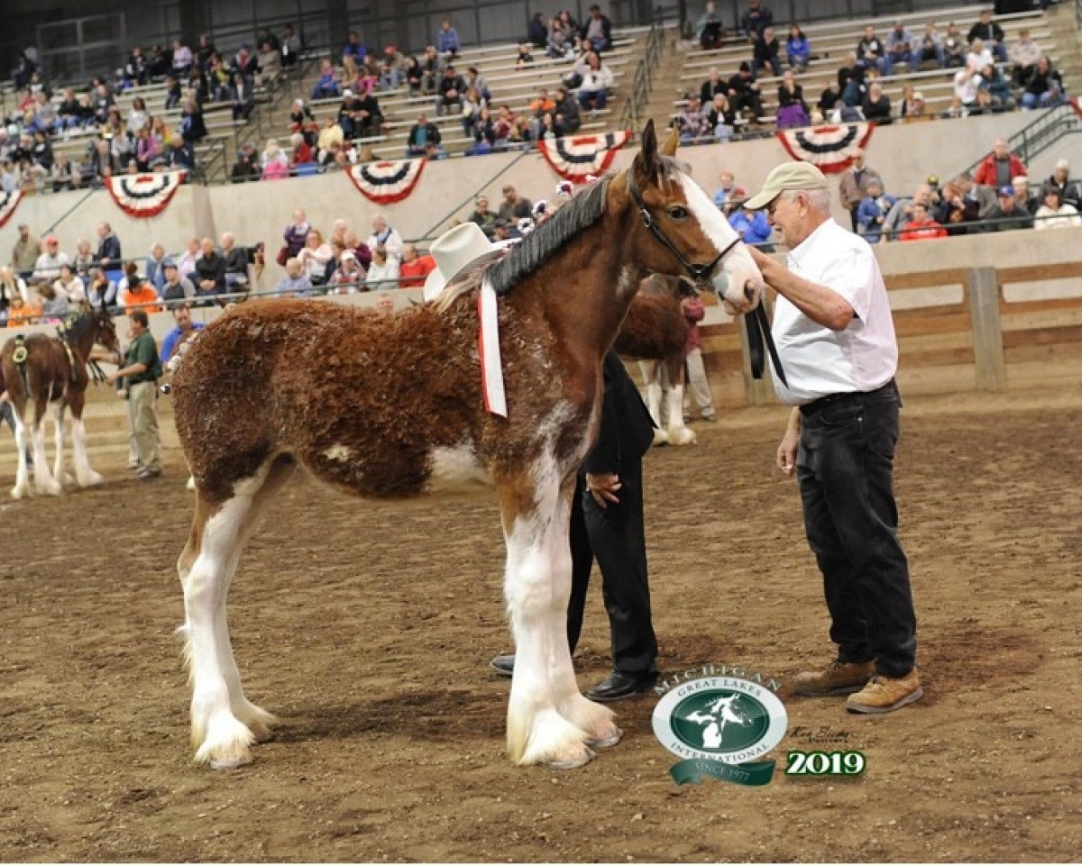horse Olde Tyme S.K. Katrina (Clydesdale, 2019, from Iron Horse MM Steele)