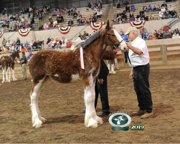 Pferd Olde Tyme S.K. Katrina (Clydesdale, 2019, von Iron Horse MM Steele)