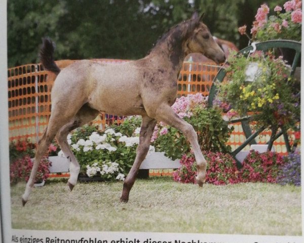 dressage horse Coer Jack (German Riding Pony, 2019, from Coer Noble)