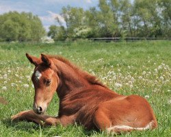 dressage horse Sacramonte (German Sport Horse, 2020, from Secret)