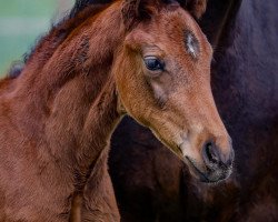 broodmare High Romance AWK (Oldenburg, 2020, from For Romance I)