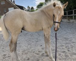 dressage horse Duplo (German Riding Pony, 2019, from Dating AT NRW)