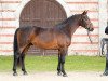 stallion LVV Aragon (Alt Wuerttemberg, 2014, from Artus)